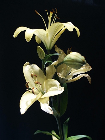 Lily by Suzanne Lowry