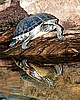 "Reptile Reflections" by Artist Jessica Dreyer