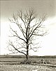 "Solitary Oak" by Jessica Dreyer.