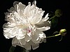 Peony Portrait (Print)