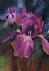 Iris Study 1B