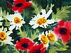 Spring Poppies