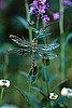 "Dragonfly" by Garry Rose 8x10