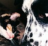 "Friend or Foe" SOLD M: Photography