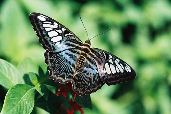 "Butterfly" Photography by Ron Edwards