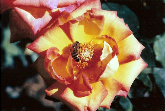 "Rose and Bee" Photography by Ron Edwards