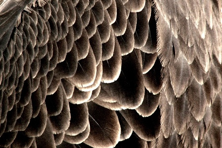 "Feathers" Photography by Ron Edwards