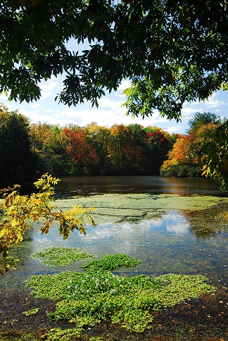 "Ladue Lake Fall" Photography by Ron Edwards