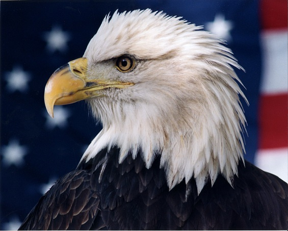 "Patriot" Photography by Ron Edwards