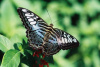 "Butterfly" Photography by Ron Edwards