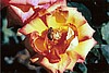 "Rose and Bee" Photography by Ron Edwards