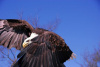 "Eagle" Photography by Ron Edwards