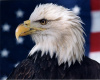 "Patriot" Photography by Ron Edwards