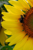 "Sunflower & Bee" Photography by Ron Edwards