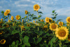 "Sunflower Field" Photography by Ron Edwards