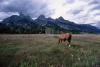 "Teton Dream" Photography by Ron Edwards